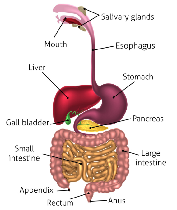 A human intestine view, to explain how the gluten affects the human body