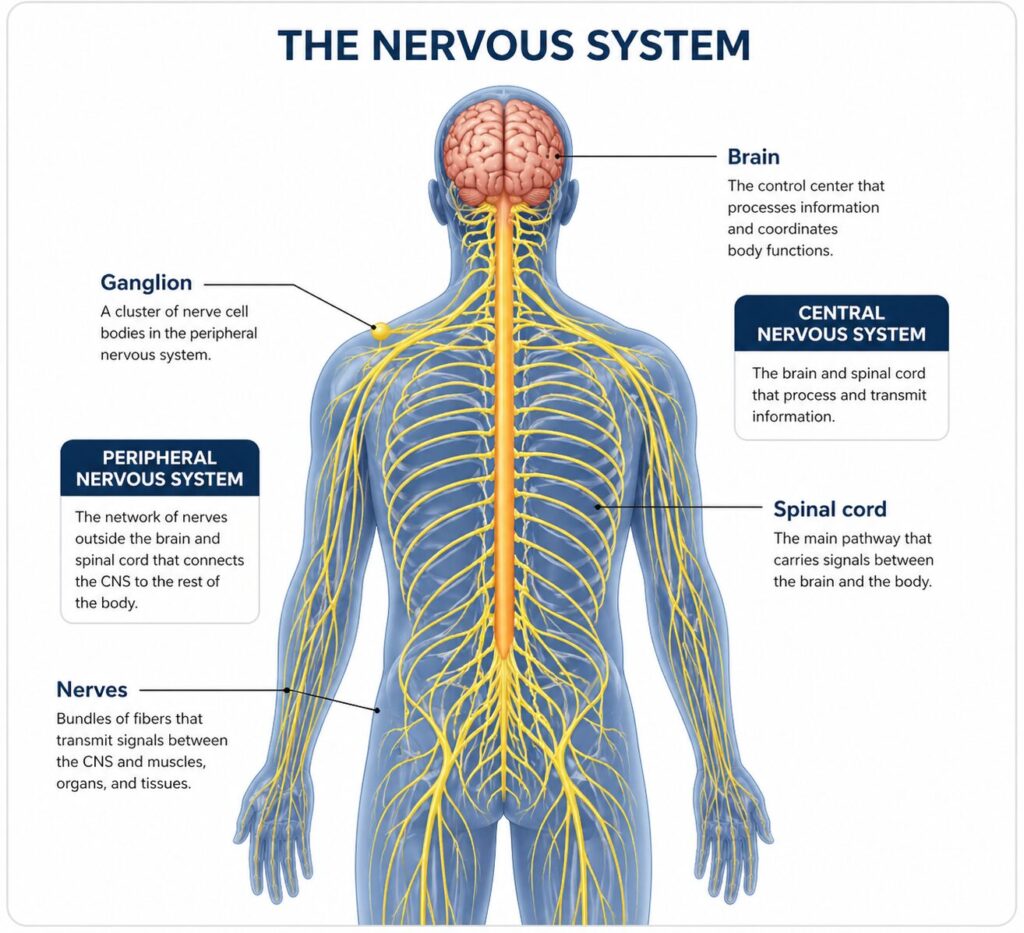 Celiac disease is a specific condition affecting roughly 1% of people. Doctors look for Villous Atrophy (physical scarring) and specific antibodies.